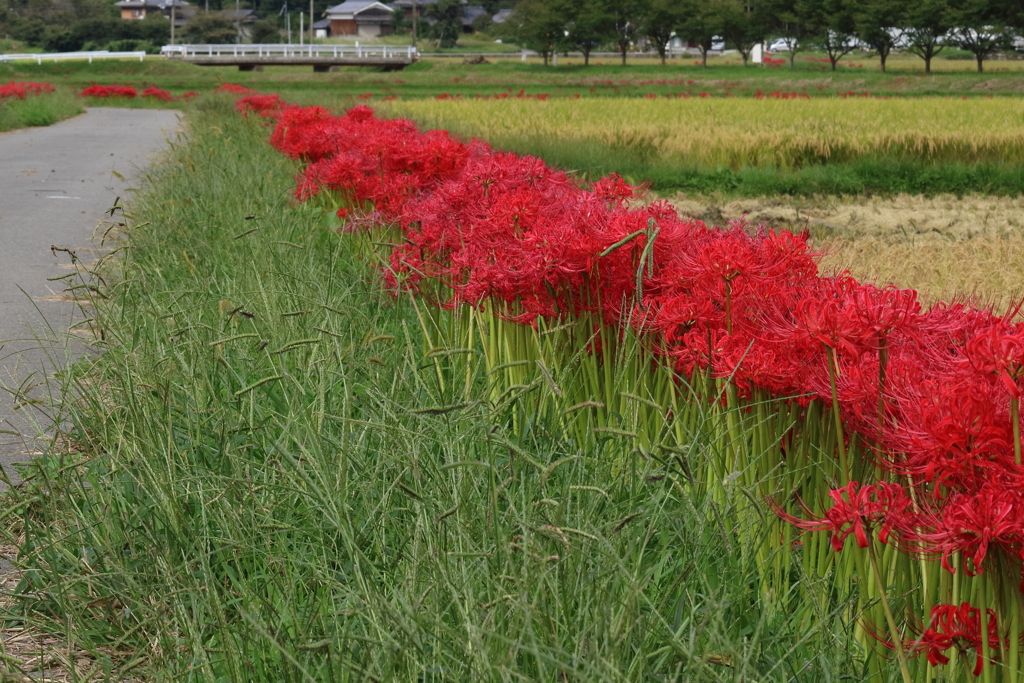 亀岡で