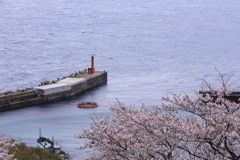 蒲入