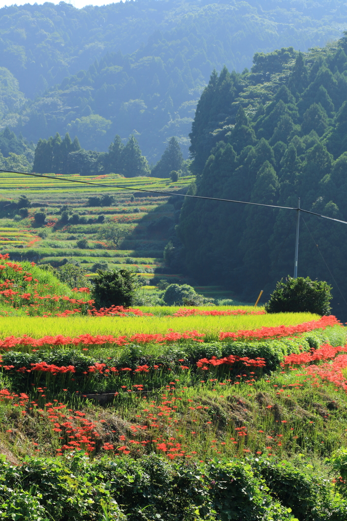 江里山の棚田