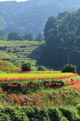 江里山の棚田