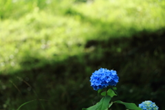 大野ダムの紫陽花