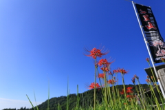 江里山の彼岸花