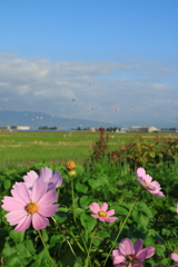 バルーンフェスタ