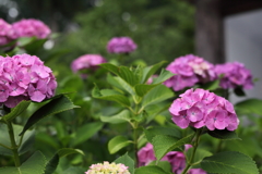 観音寺の紫陽花