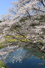 ジラカンス桜