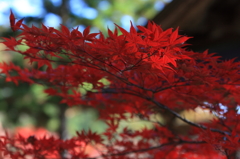 白豪寺