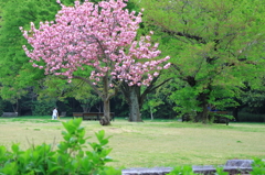 万博公園で