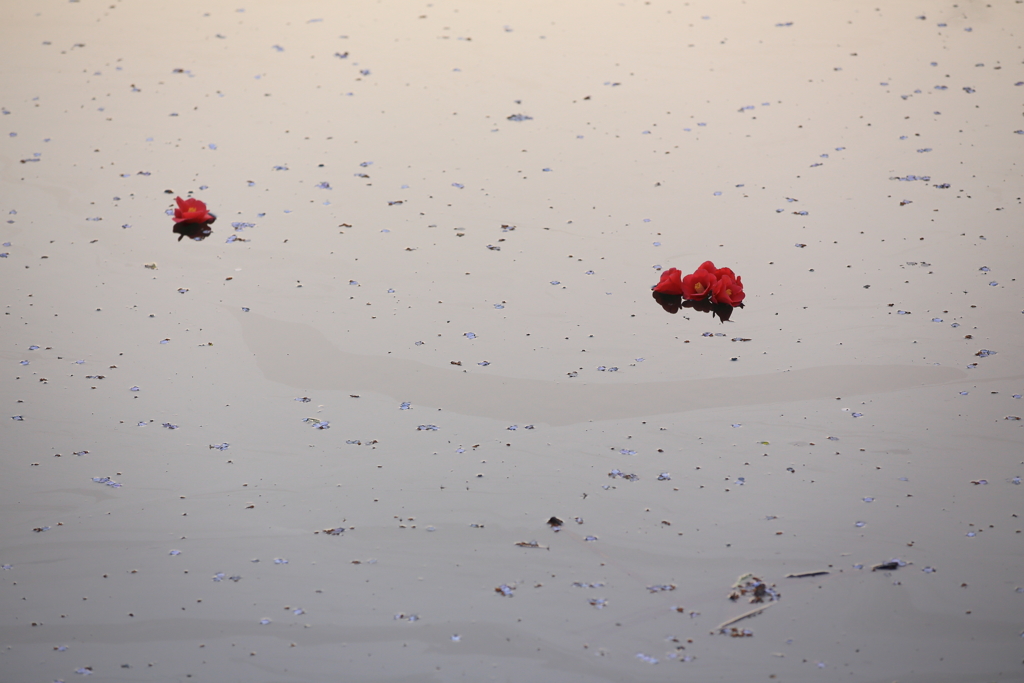 ジラカンス桜 の池で