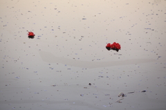 ジラカンス桜 の池で