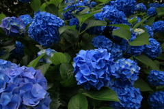 福知山　紫陽花寺