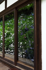 観音寺の紫陽花