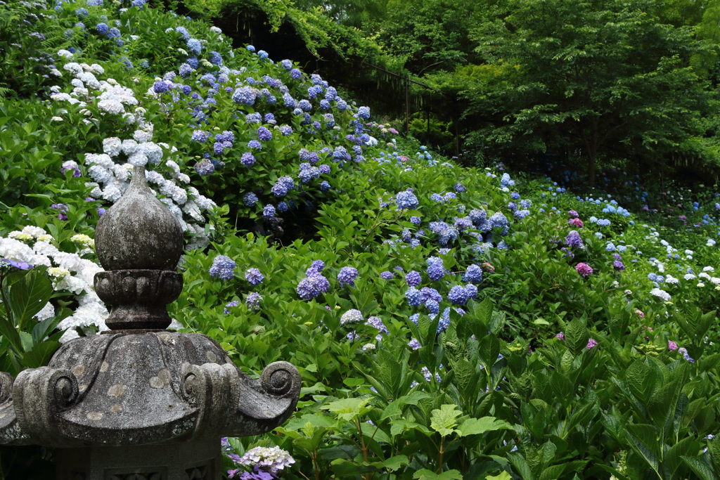 観音寺の紫陽花
