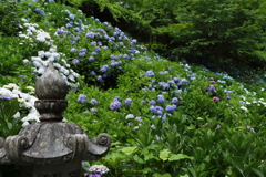 観音寺の紫陽花