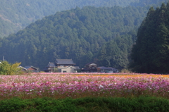 清住コスモス畑