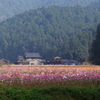 清住コスモス畑