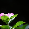  万博公園