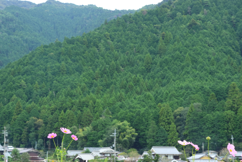 清住コスモス畑