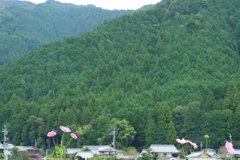 清住コスモス畑