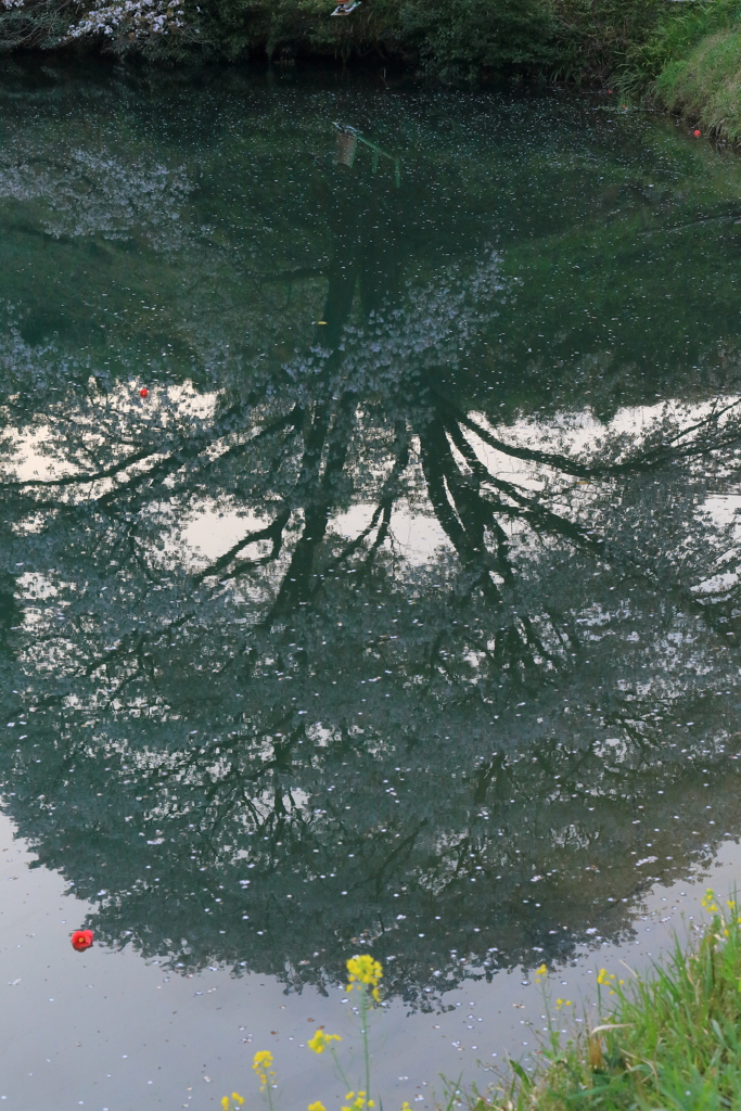 ジラカンス桜