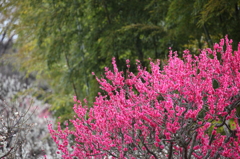 万博公園