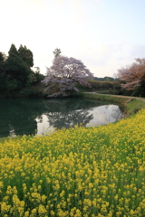 ジラカンス桜 
