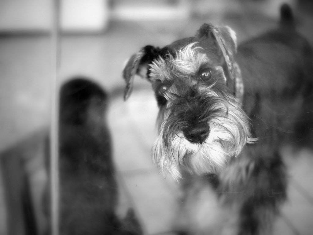 Dog @Aoyama Kennel
