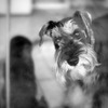 Dog @Aoyama Kennel