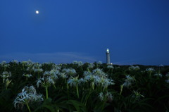 月夜の花