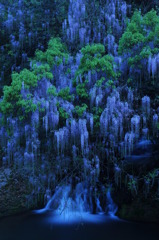 藤の雨