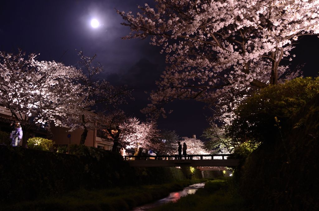 月夜の桜