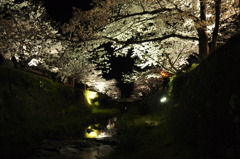 夜桜とせせらぎ