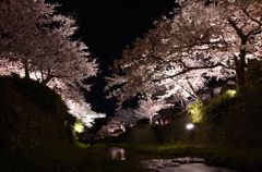 夜桜と清流