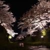 夜桜と清流