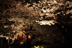 夜桜と