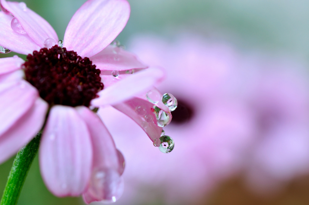 water　in　flower