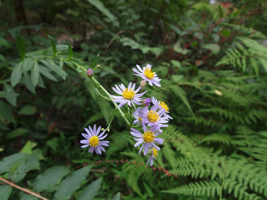 紫色に咲く花