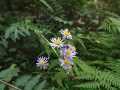 紫色に咲く花