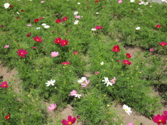秋桜の絨毯