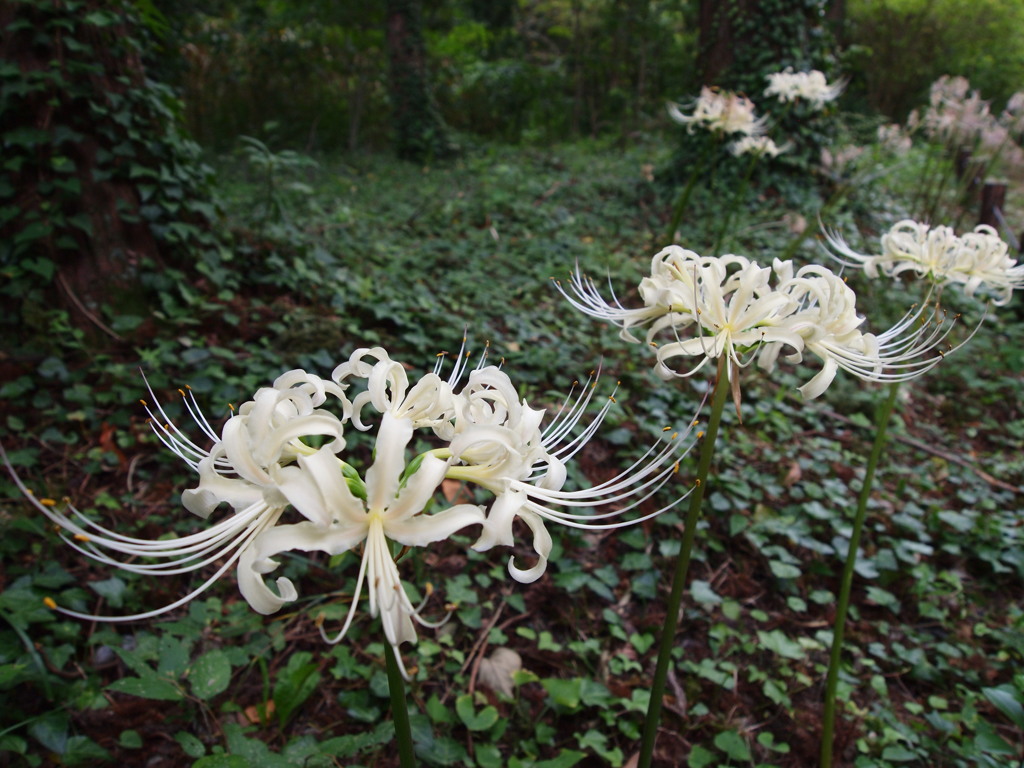 天上に咲く花
