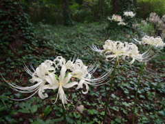 天上に咲く花