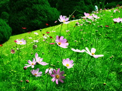 秋桜