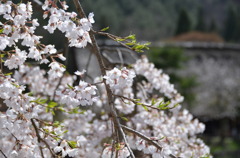 飛騨の桜