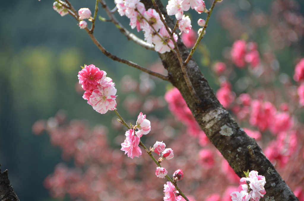 花桃
