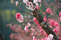 花桃
