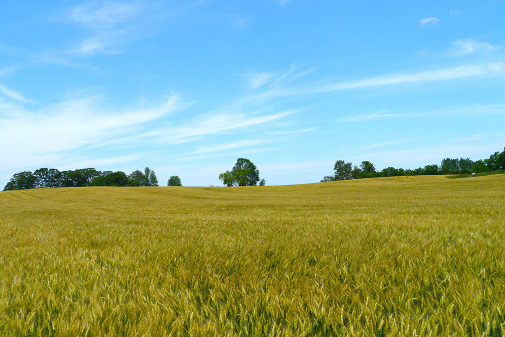 Wheat