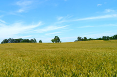 Wheat