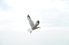 Fly