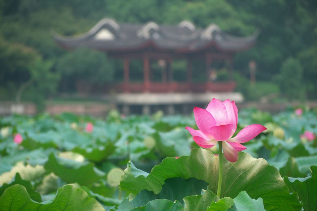 蓮の花と