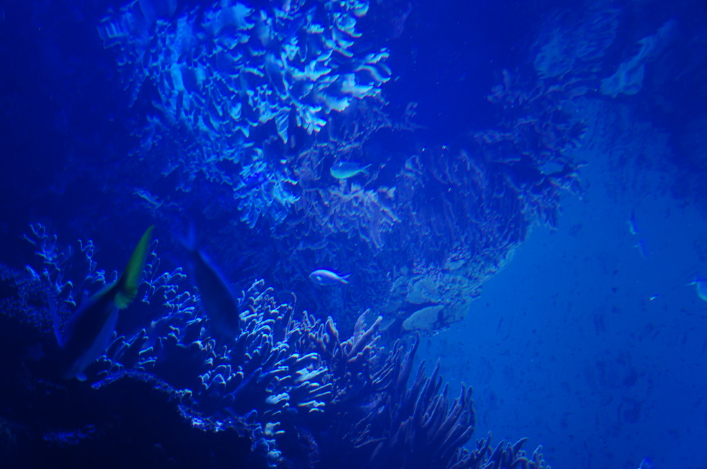 海鏡