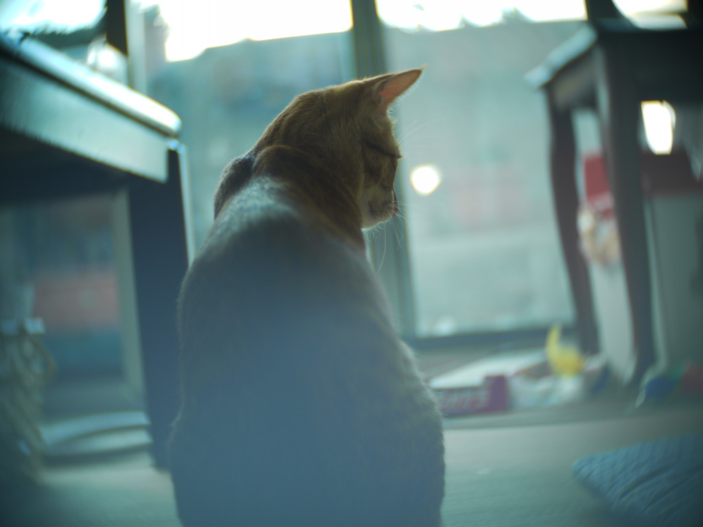 ねこぜ